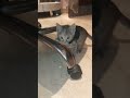 Kitten playing football ⚽#animalgames #catplayingball #virelshorts2025 #ronaldo