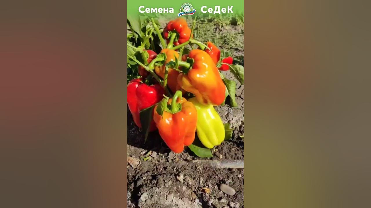 Сладкий перец Титан для открытого грунта! - YouTube