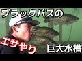 ＃２　水槽のブラックバスにエサやりルアー投げ！