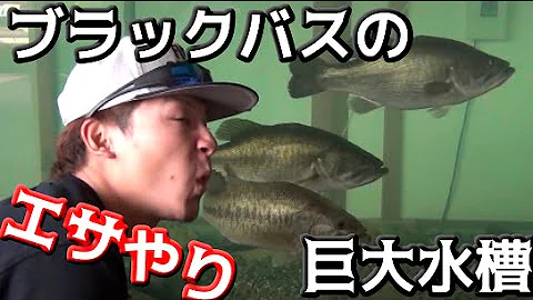 バス釣り 釣りよかコラボルアーについて秦拓馬と開発スタッフが語る ジャッカル 釣りよかでしょう