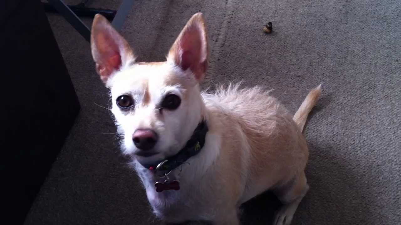 Playing with food Cute Jackhuahua likes to roll in clams!