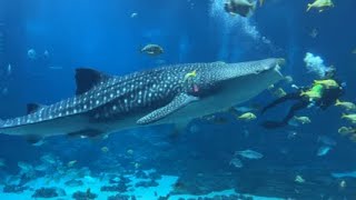 Georgia Aquarium Walkthrough And My Thoughts