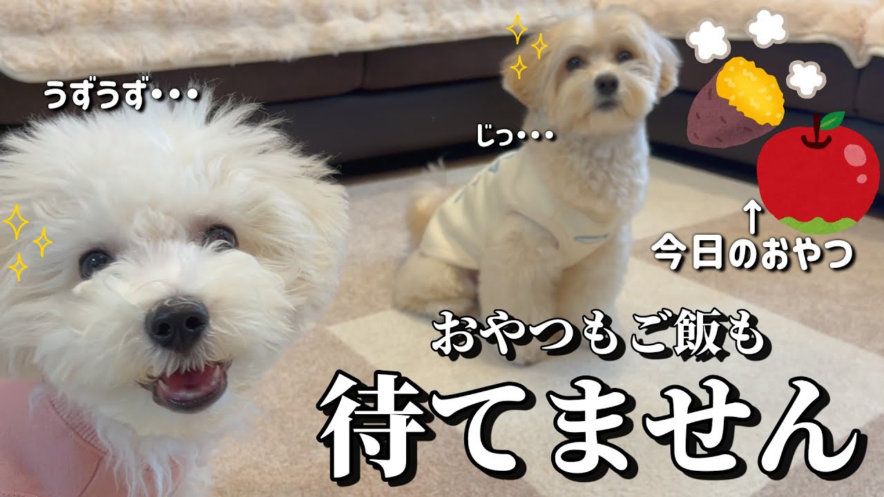 おやつが食べたくて足踏みしちゃう生後4ヶ月ビションフリーゼ子犬と圧倒される先住犬マルプー