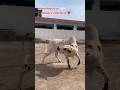 #jabbarcattle #apnashook #bakraeid #viral