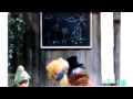 Sesame Street - Starting Kindergarten