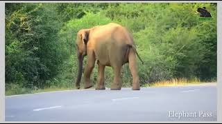 Si Gajodhar Singh Funny Dub Video