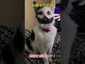 山賊ヒゲの猫