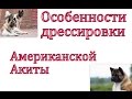 Дрессировка американской акиты Особенности породы и воспитания как щенка так и взрослой собаки