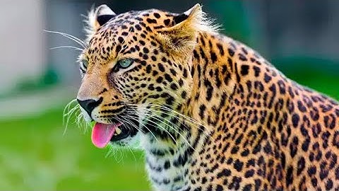 Python Too Aggressive, Python Swallowing Leopard Cubs When Mother Leopard Hunting Impala From Tree..