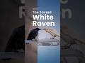 This White Raven Shouldn’t Exist... But It Does