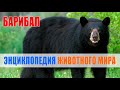 Черный медведь (Ursus americanus), барибал | Энциклопедия животного мира