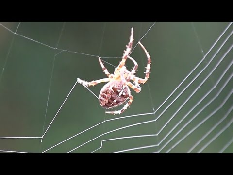 فيديو: الباحثون يصنعون سبينر من حرير العنكبوت الصغير