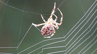 Spider Spinning Its Web - Close-Up