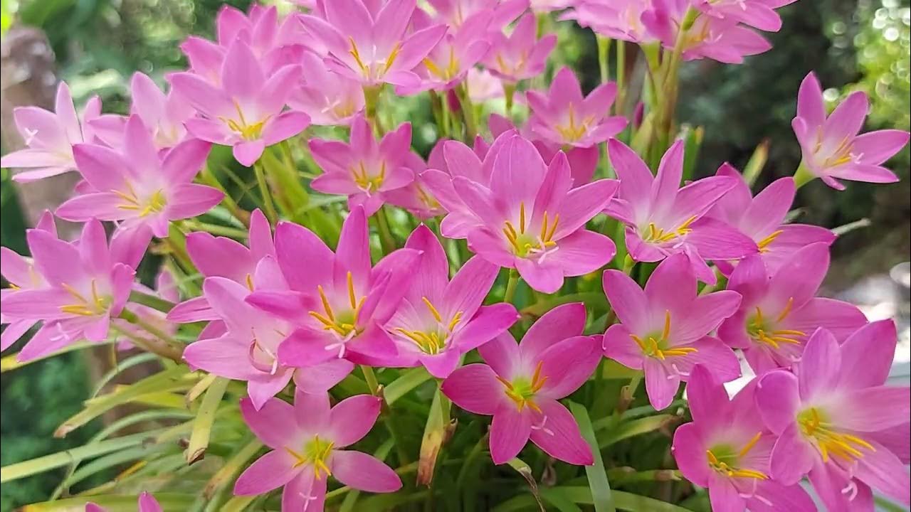 LÍRIO DO VENTO - ZEPHYRANTHES ROSEA LINDA FLORAÇÃO - thptnganamst.edu.vn