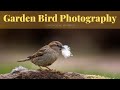 Garden Bird Photography Tragopan V6 | Using Nesting Materials