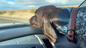 Why Life Is Better With A Dog | German Shorthaired Pointer | GSP Edition