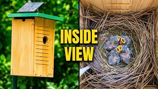 Birdfy Smart Birdhouse Review - Watch Baby Birds From Inside!