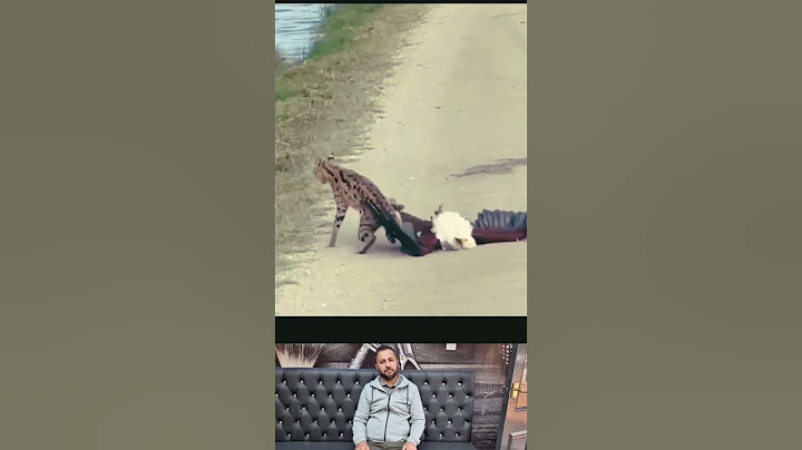 Eagle catches cat