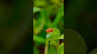 Macro photography With Apexel 100mm Macro Lens 😍🌿 #nature #macroshot #insects #macrophotography