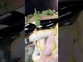 GETTING CHOKED OUT BY THE WORLD’S LARGEST SNAKE #reticulatedpython #snake  #short #thereptarium