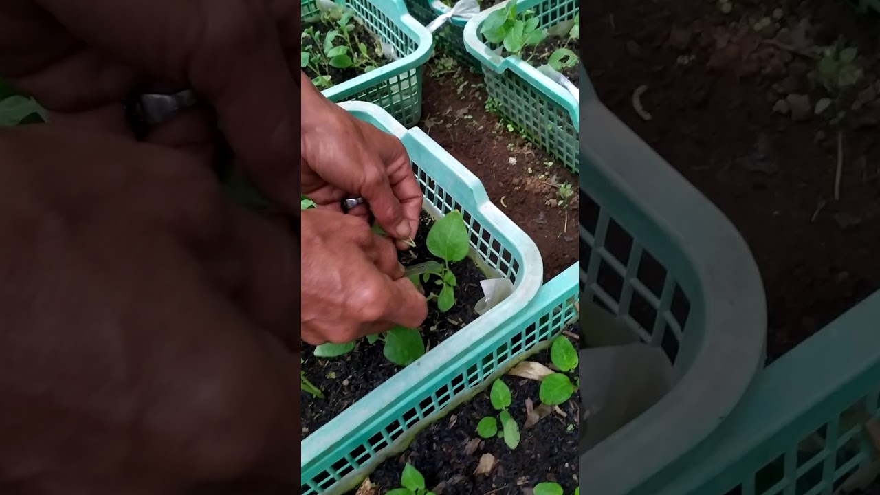 Cara penyetekan bibit kentang dari planlet