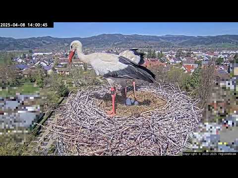 Kirchzarten Stork Clock Visit 2025 live cam preview