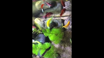 Cá vàng bơi trong bể nước/Cá cánh buồm#aquarium#fish#cávàng#aquascape#shotrs