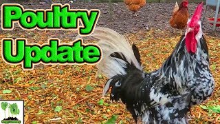 Poultry Update At UK Here We Grow