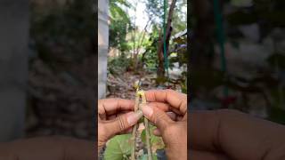 Full A simple layering method by bending the branch. #grafting News
