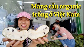 Về Việt Nam bán mãng cầu Đăk Lăk làm trà mãng cầu rất ngon