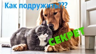 Как подружить кошку с собакой??? Узнай СЕКРЕТ!!!!!!!!!