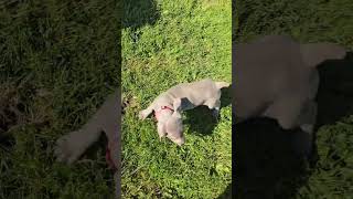 This hppping silver Weimaraner puppy will make you smile!