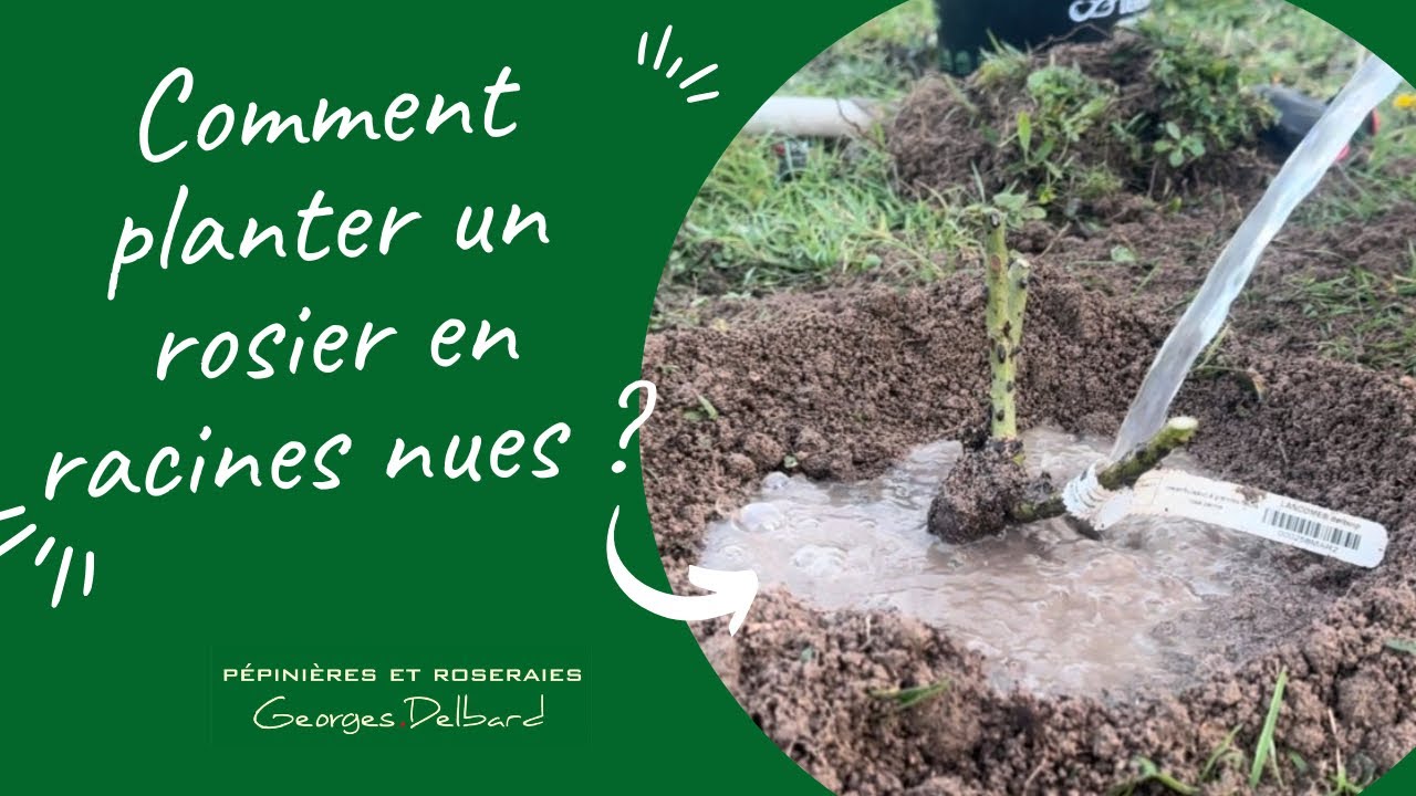 Comment planter un rosier en racines nues ? YouTube — free download