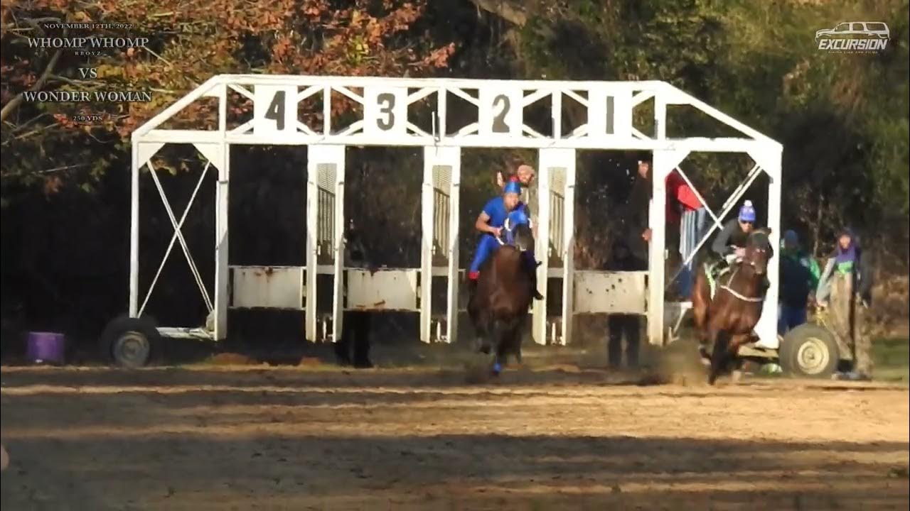 Whomp Whomp Vs Wonder Woman 250 YDS Black Creek Horse Track YouTube whomp-whomp-vs-wonder-woman-250-yds-black-creek-horse-track-youtube