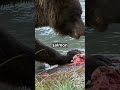 6 fascinating Facts About Kodiak Bears