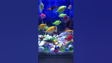 Fish / Cá cánh buồm #cávàng #aquarium #cácảnh #bethuysinh