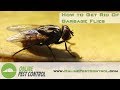 How to get rid of Garbage Flies (House Flies)