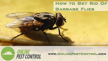 How to get rid of Garbage Flies (House Flies)