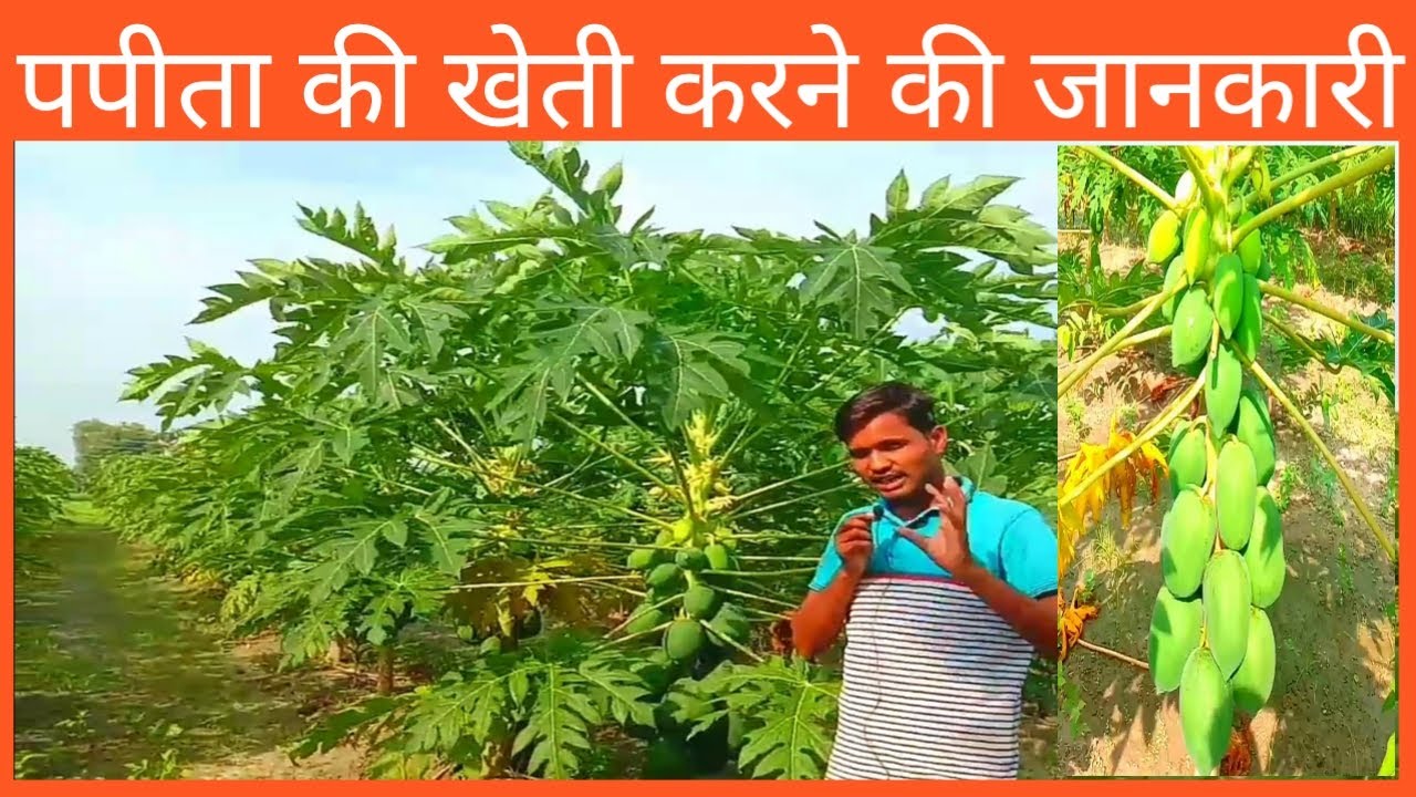 papaya farming kaise karen // Papaya ki kheti kaise karte hai //papaya