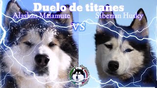 Alaskan Malamute vs Siberian Husky  the impressive duel of titans