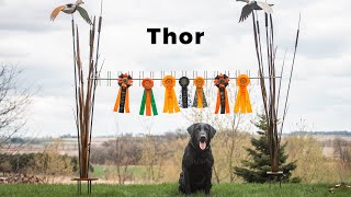 From Torn ACL to Master Hunter: Thor's Recovery by Alpha Dog Nutrition 300 views 11 months ago 4 minutes, 4 seconds