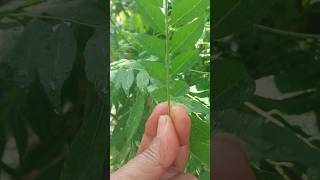 curry leaves ? ka harvesting  tipsterracegarden youtubeshorts curry  leaves