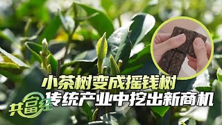 小茶树变成致富摇钱树，老茶砖变成梯形小砖，传统产业中挖出新商机 「共富经」20240408 | 农业致富经 Agriculture And Farming