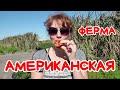 Клубника на халяву. Американская ферма