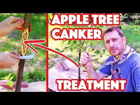 Video: Apple Canker Control: How To Treat Apple Canker In The Home Garden