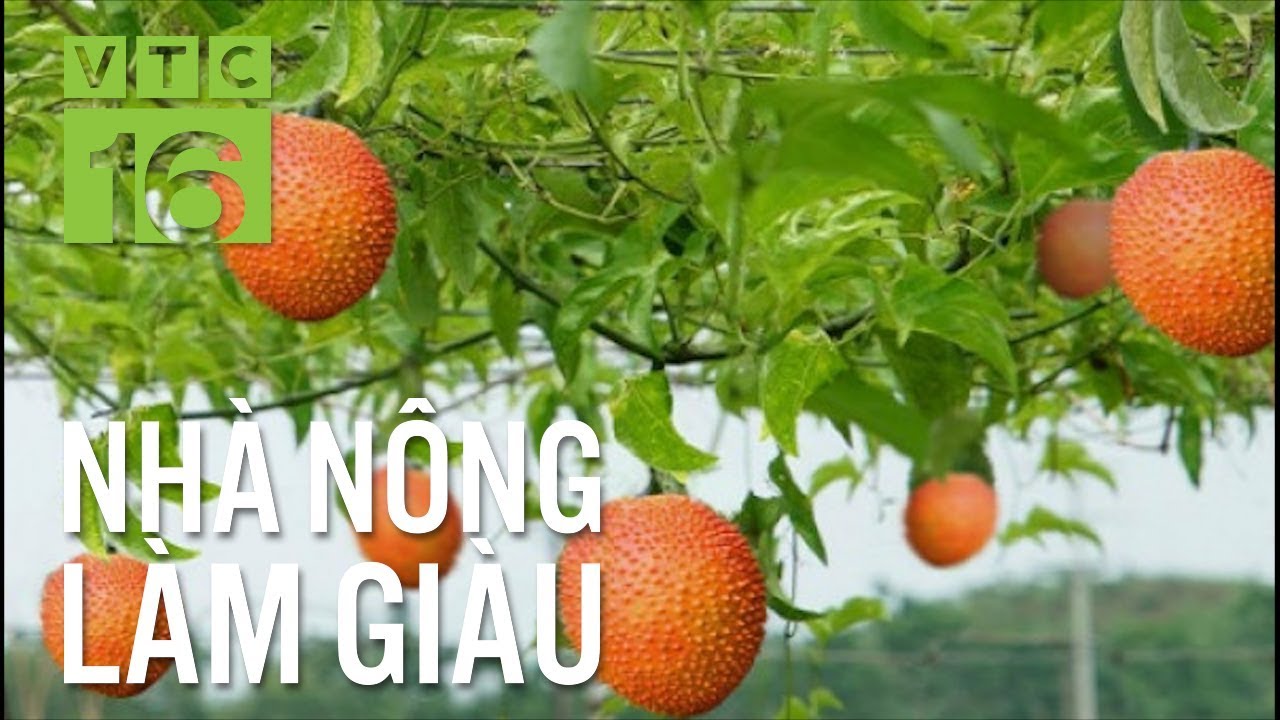 Thu tiền quanh năm nhờ trồng gấc | VTC16