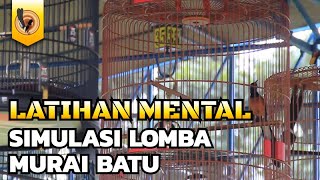 BIAR MURAI BATU BERMENTAL BAJA, LATIHAN PAKAI SIMULASI LOMBA MURAI BATU GACOR!!!