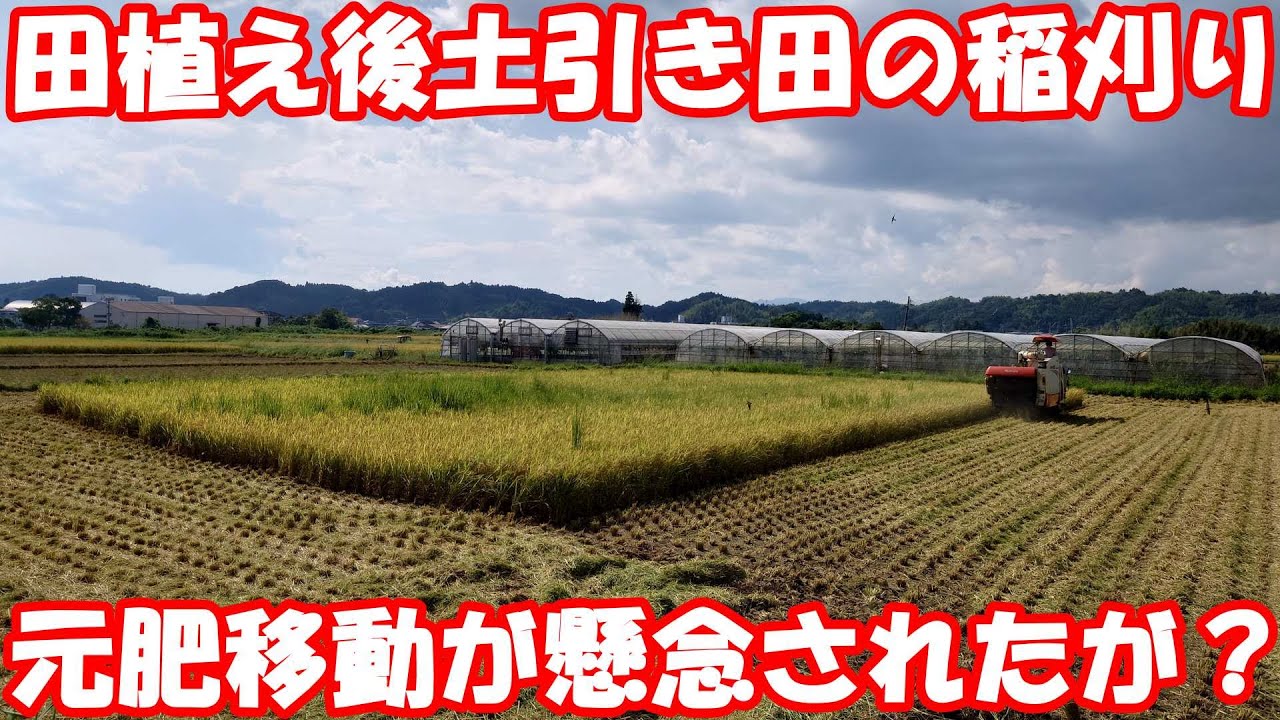 田植え後に土引きした田んぼの稲刈り。心配した出来はどうだ？ 