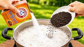 Boil Baking Soda With Black Pepper! This Billion Dollar Secret Every Home Needs | Home Hacks