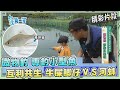 台灣第一等【水中彩虹牛屎鯽 微物釣移除外來入侵種（釣魚店買不到的兒童專用釣竿／古早味割稻飯）】_538集精選版